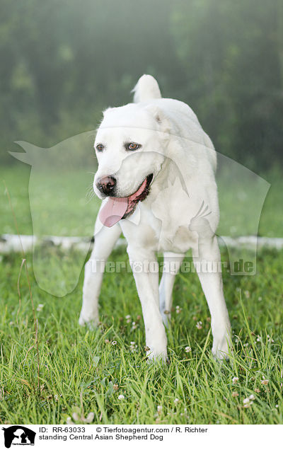 standing Central Asian Shepherd Dog / RR-63033