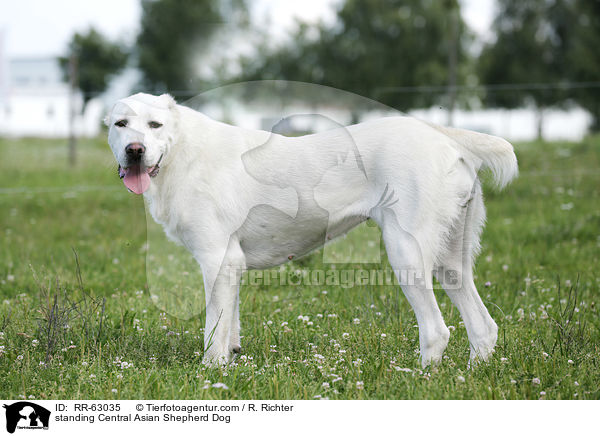 standing Central Asian Shepherd Dog / RR-63035