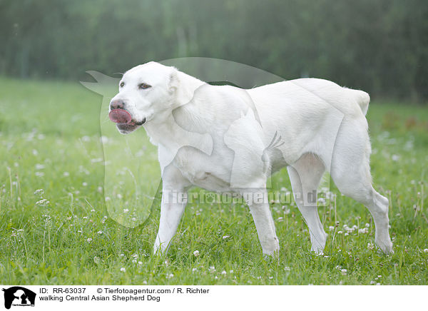 walking Central Asian Shepherd Dog / RR-63037