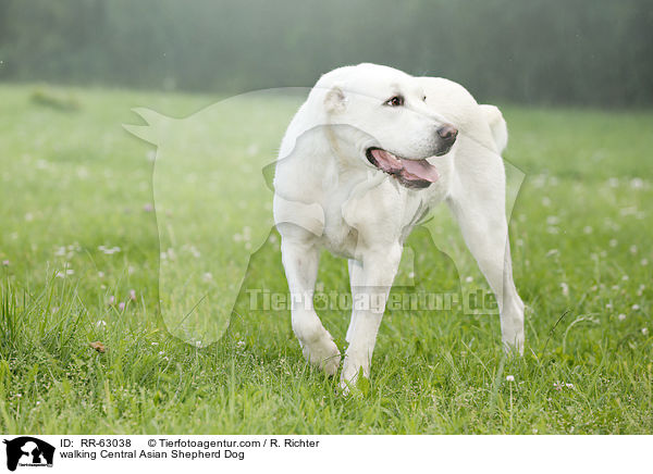 walking Central Asian Shepherd Dog / RR-63038