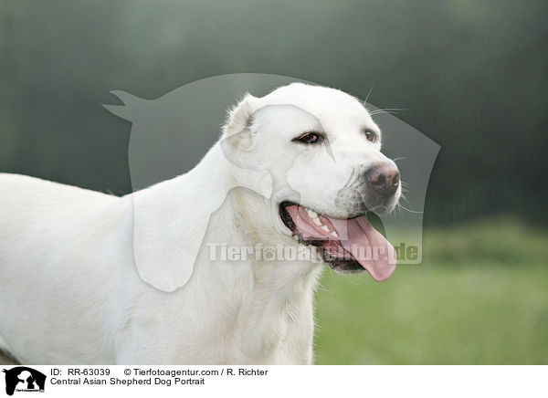 Central Asian Shepherd Dog Portrait / RR-63039