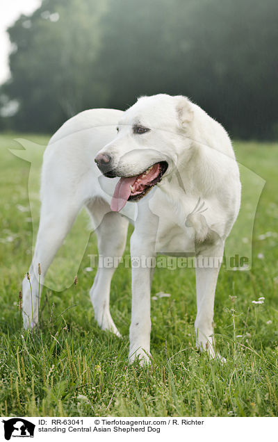 standing Central Asian Shepherd Dog / RR-63041