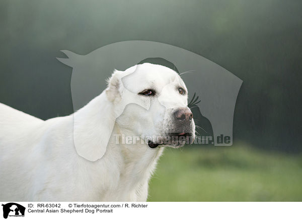 Zentralasiatischer Owtscharka Portrait / Central Asian Shepherd Dog Portrait / RR-63042