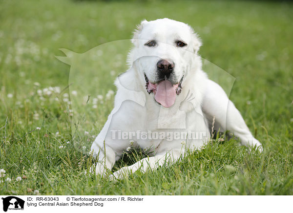 lying Central Asian Shepherd Dog / RR-63043