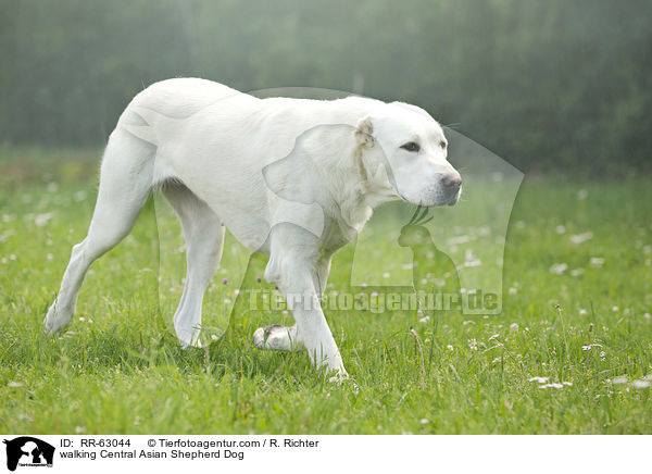 walking Central Asian Shepherd Dog / RR-63044