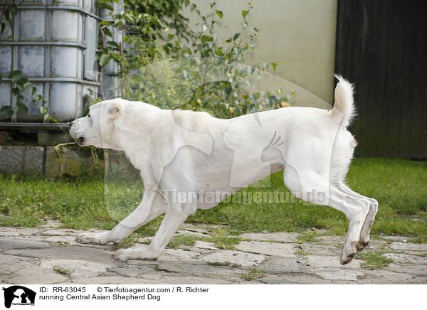 running Central Asian Shepherd Dog / RR-63045
