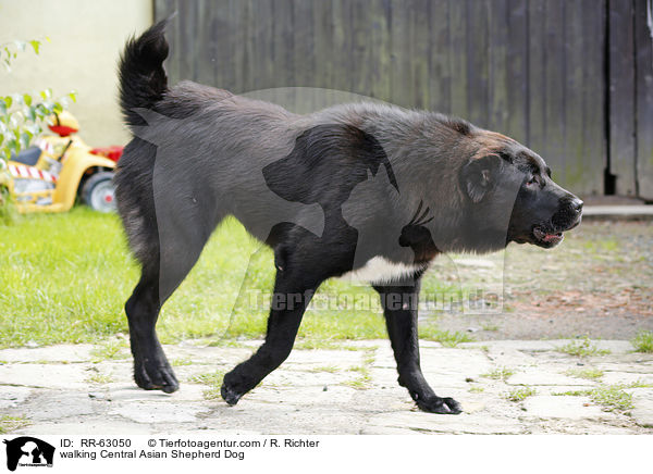 walking Central Asian Shepherd Dog / RR-63050