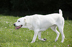 walking Central Asian Shepherd Dog