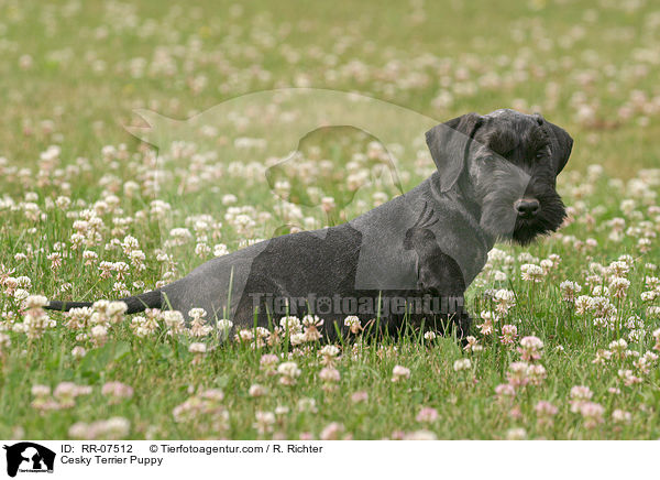 Cesky Terrier Puppy / RR-07512