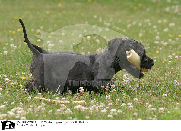 Cesky Terrier Puppy / RR-07513