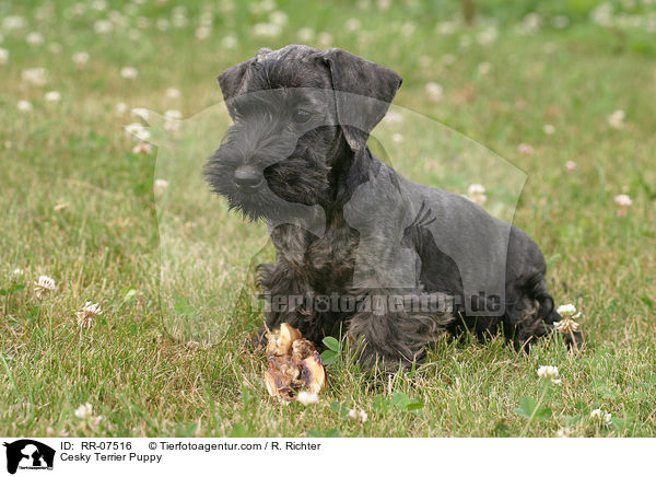 Cesky Terrier Puppy / RR-07516