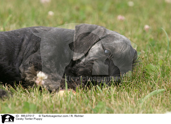 Cesky Terrier Puppy / RR-07517