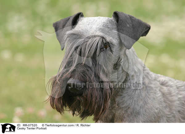 Cesky Terrier Portrait / RR-07520