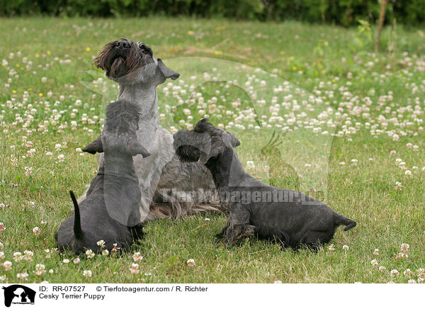 Cesky Terrier Puppy / RR-07527