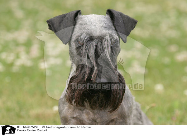 Cesky Terrier Portrait / RR-07529