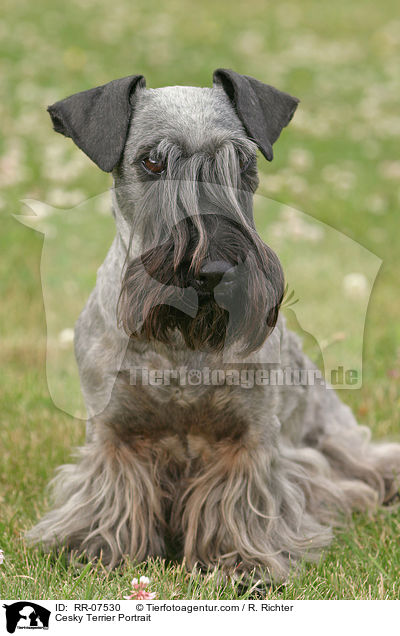 Cesky Terrier Portrait / RR-07530