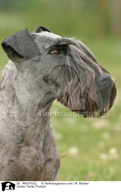Cesky Terrier Portrait / RR-07532