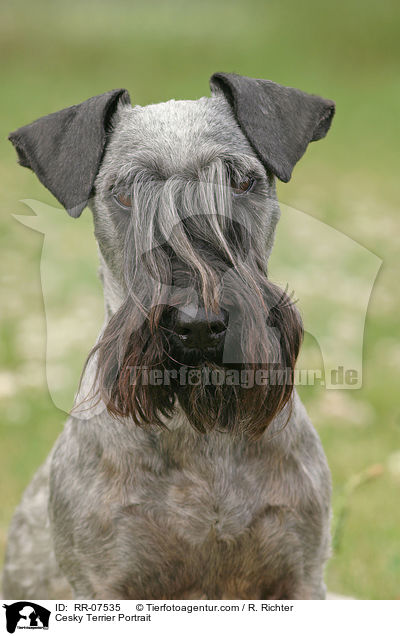 Cesky Terrier Portrait / RR-07535