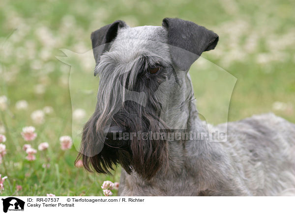 Cesky Terrier Portrait / RR-07537