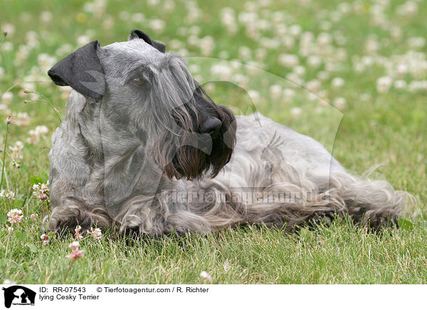 lying Cesky Terrier / RR-07543