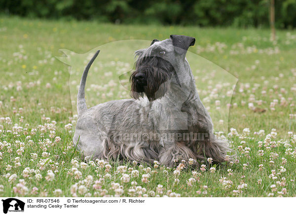 standing Cesky Terrier / RR-07546