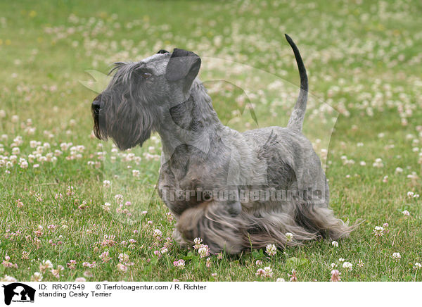 standing Cesky Terrier / RR-07549
