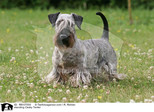 standing Cesky Terrier / RR-07550