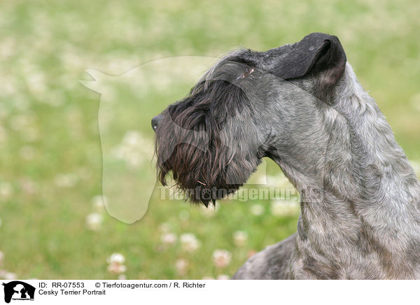 Cesky Terrier Portrait / RR-07553