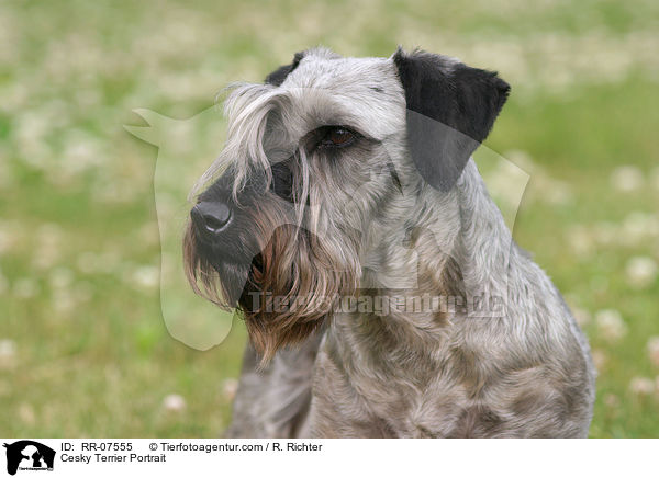Cesky Terrier Portrait / RR-07555