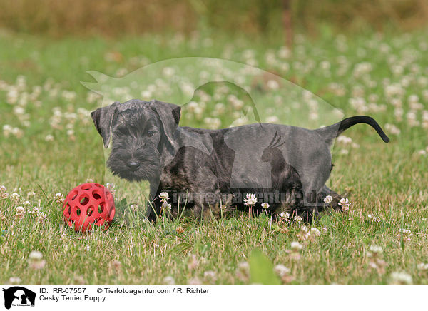 Cesky Terrier Puppy / RR-07557