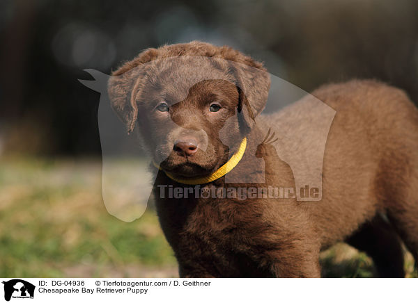 Chesapeake Bay Retriever Puppy / DG-04936