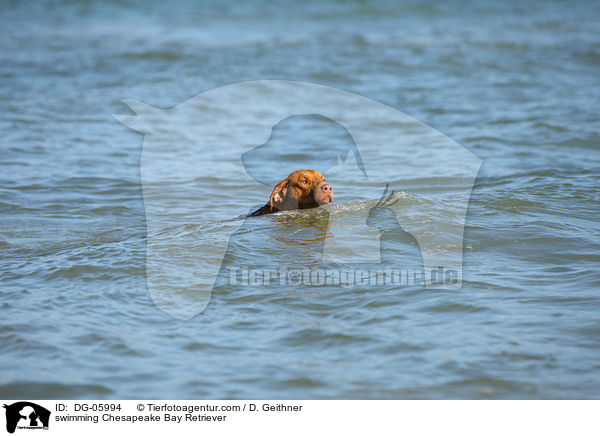 swimming Chesapeake Bay Retriever / DG-05994