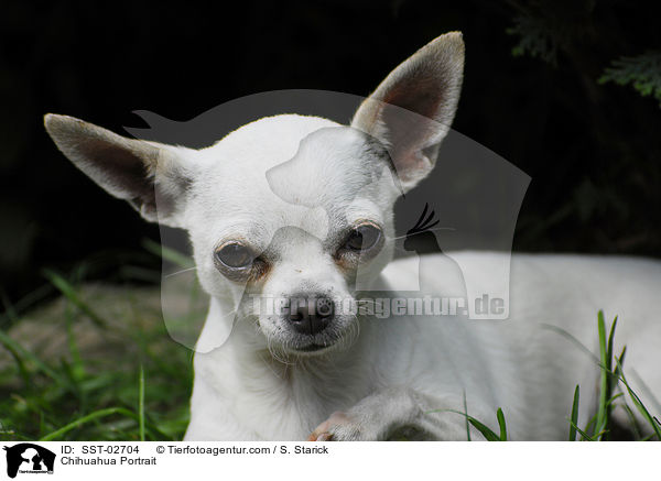 Chihuahua Portrait / SST-02704