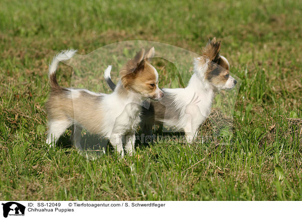 Chihuahua Puppies / SS-12049