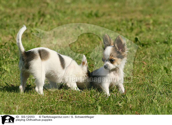 playing Chihuahua puppies / SS-12053