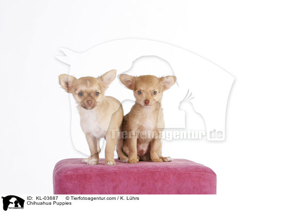 Chihuahua Puppies / KL-03687