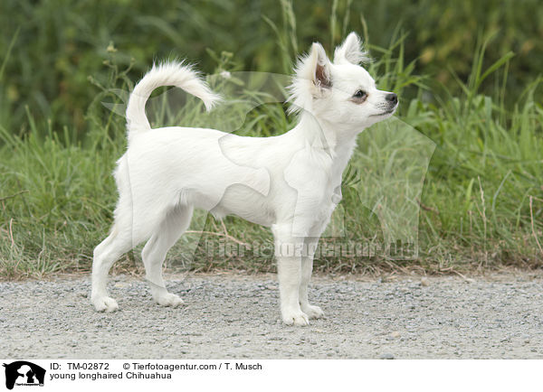 junger Langhaarchihuahua / young longhaired Chihuahua / TM-02872