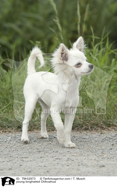 junger Langhaarchihuahua / young longhaired Chihuahua / TM-02873