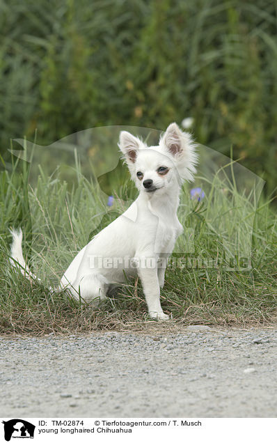 junger Langhaarchihuahua / young longhaired Chihuahua / TM-02874