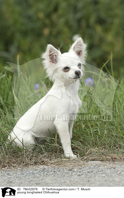 junger Langhaarchihuahua / young longhaired Chihuahua / TM-02876