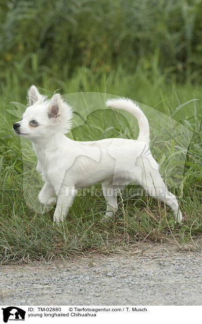 junger Langhaarchihuahua / young longhaired Chihuahua / TM-02880