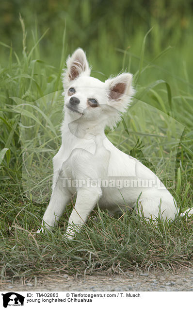 junger Langhaarchihuahua / young longhaired Chihuahua / TM-02883