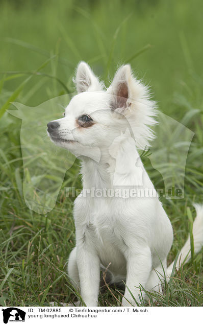 junger Langhaarchihuahua / young longhaired Chihuahua / TM-02885