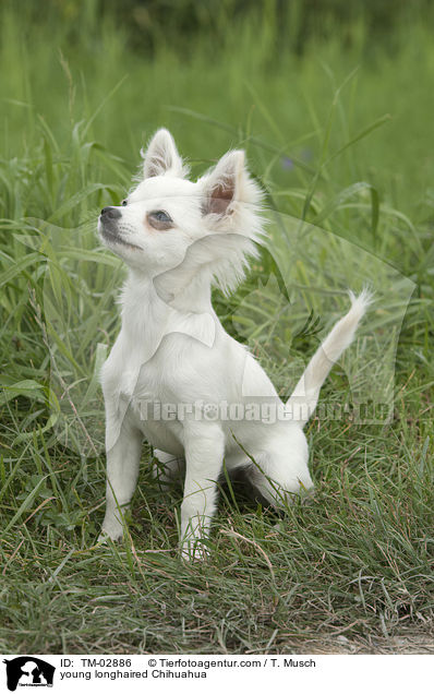 junger Langhaarchihuahua / young longhaired Chihuahua / TM-02886