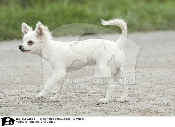 junger Langhaarchihuahua / young longhaired Chihuahua / TM-02888
