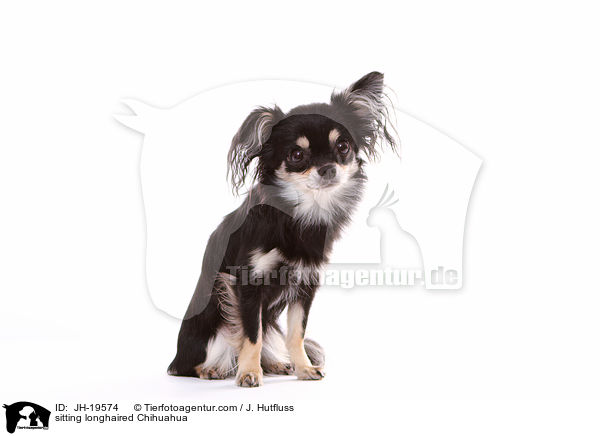 sitting longhaired Chihuahua / JH-19574