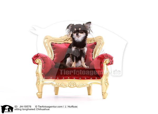 sitting longhaired Chihuahua / JH-19576