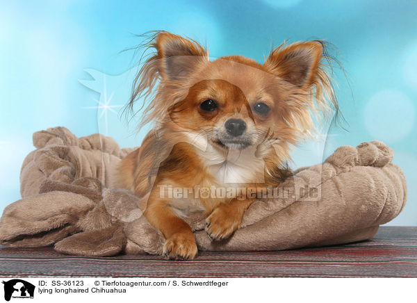 lying longhaired Chihuahua / SS-36123