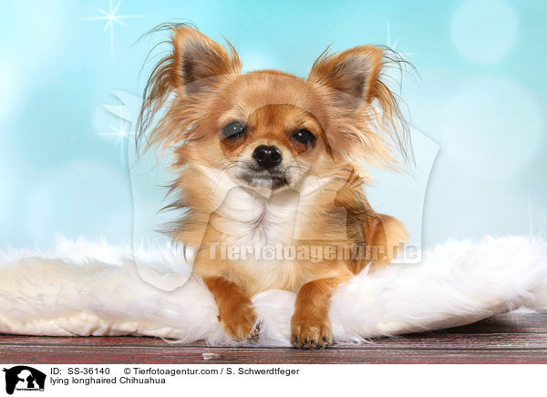 lying longhaired Chihuahua / SS-36140