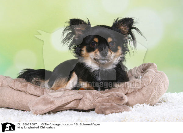 lying longhaired Chihuahua / SS-37507